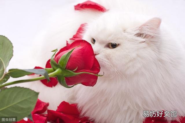 猫肾衰竭能治愈吗(猫肾衰竭怎么治疗)