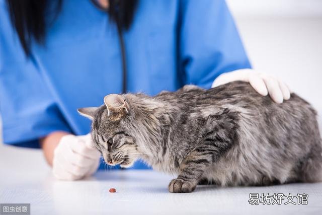 猫肾衰竭能治愈吗(猫肾衰竭怎么治疗)