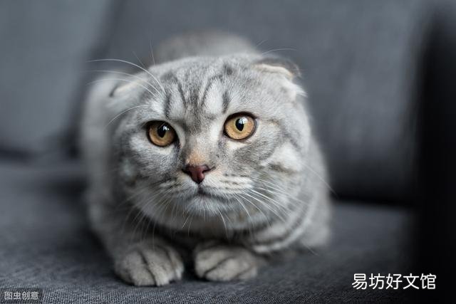 猫肾衰竭能治愈吗(猫肾衰竭怎么治疗)