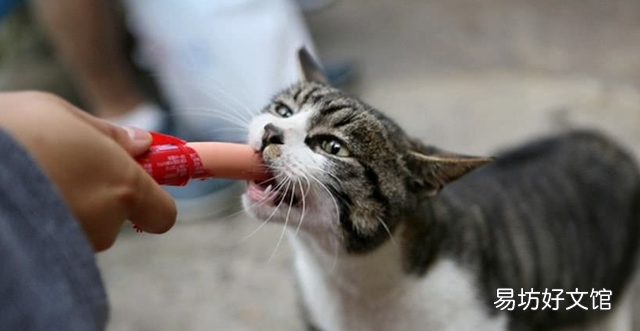 猫咪能吃巧克力吗(巧克力猫咪可以吃吗)