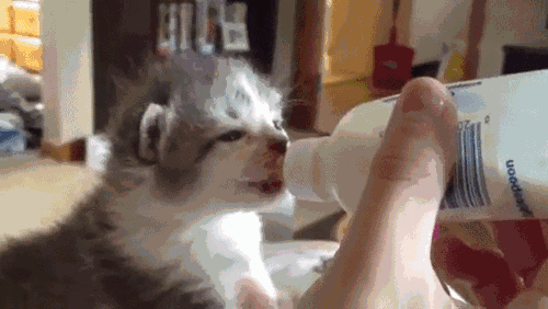 猫咪能吃巧克力吗(巧克力猫咪可以吃吗)