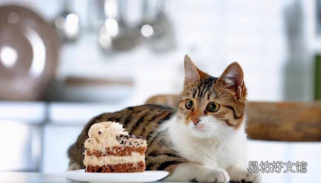 猫咪能吃巧克力吗(巧克力猫咪可以吃吗)