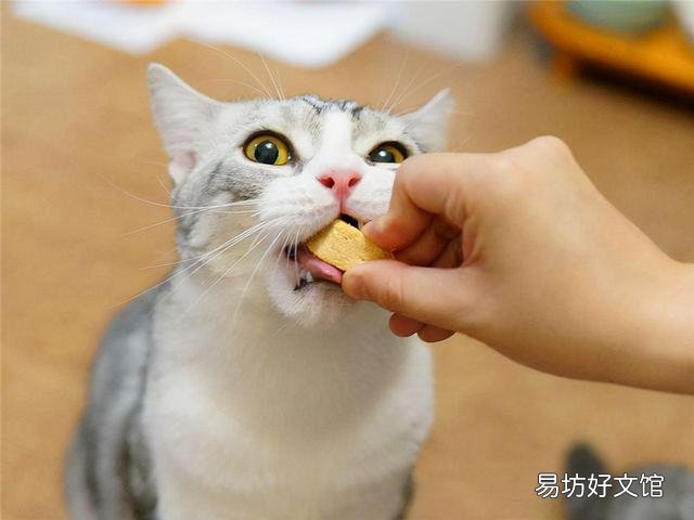 猫咪能吃巧克力吗(巧克力猫咪可以吃吗)