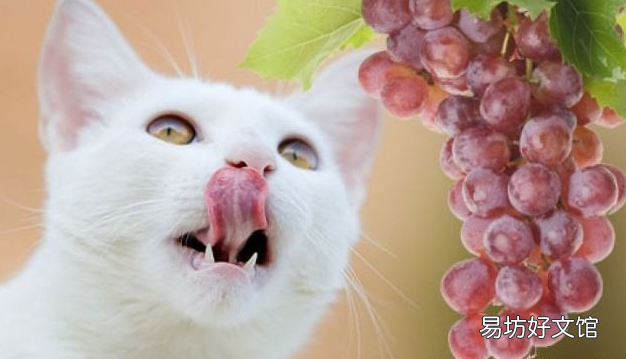 猫咪能吃巧克力吗(巧克力猫咪可以吃吗)