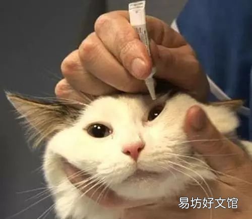 猫有眼屎是正常的吗(猫有眼屎是什么原因怎么处理)