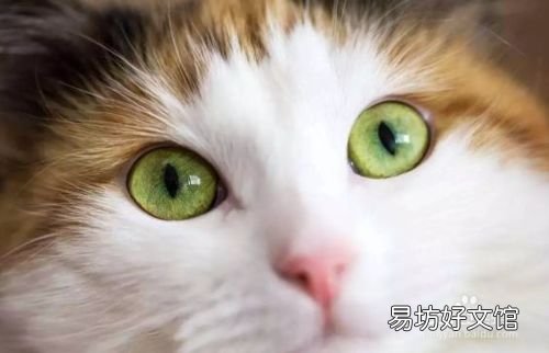 猫有眼屎是正常的吗(猫有眼屎是什么原因怎么处理)