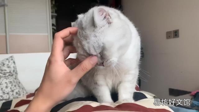 猫为什么要踩奶(猫猫为啥要踩奶)
