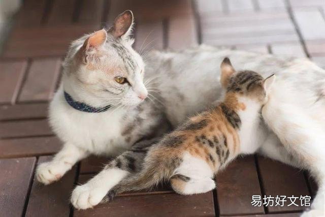 猫为什么要踩奶(猫猫为啥要踩奶)