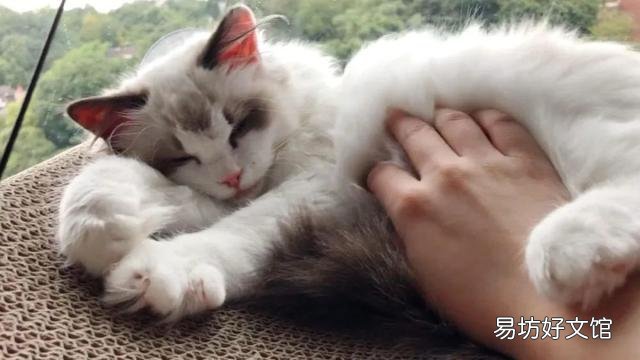 猫为什么要踩奶(猫猫为啥要踩奶)