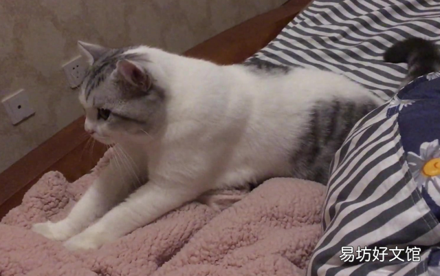 猫为什么要踩奶(猫猫为啥要踩奶)
