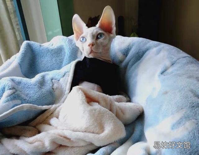 猫能吃奶油吗(宠物猫能吃奶油吗)