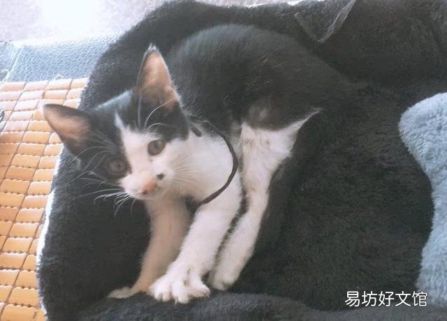 猫能吃奶油吗(宠物猫能吃奶油吗)