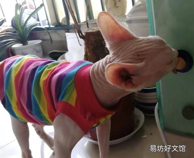 猫能吃奶油吗(宠物猫能吃奶油吗)