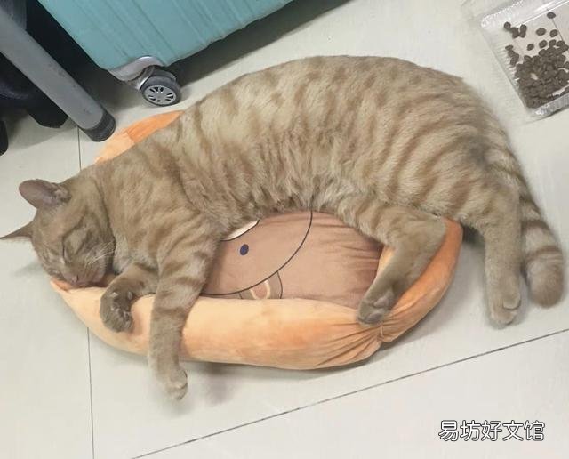 猫能吃奶油吗(宠物猫能吃奶油吗)