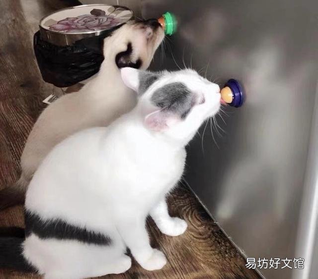 猫能吃奶油吗(宠物猫能吃奶油吗)