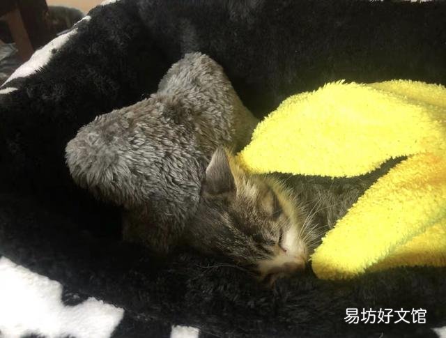 猫能吃奶油吗(宠物猫能吃奶油吗)