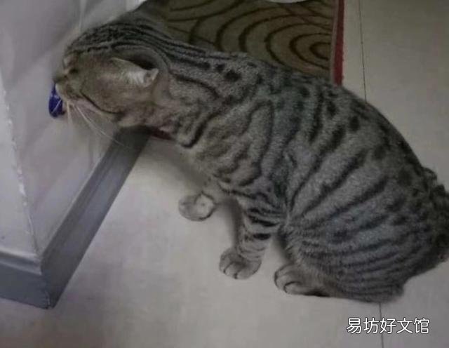 猫能吃奶油吗(宠物猫能吃奶油吗)