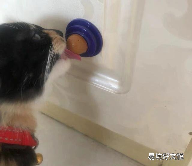 猫能吃奶油吗(宠物猫能吃奶油吗)