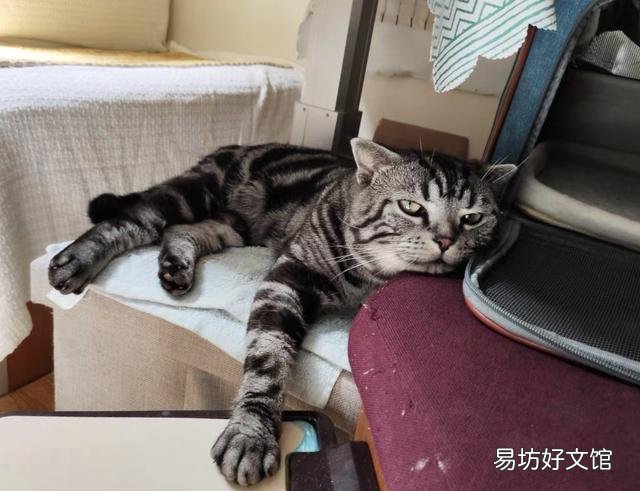 猫能吃奶油吗(宠物猫能吃奶油吗)