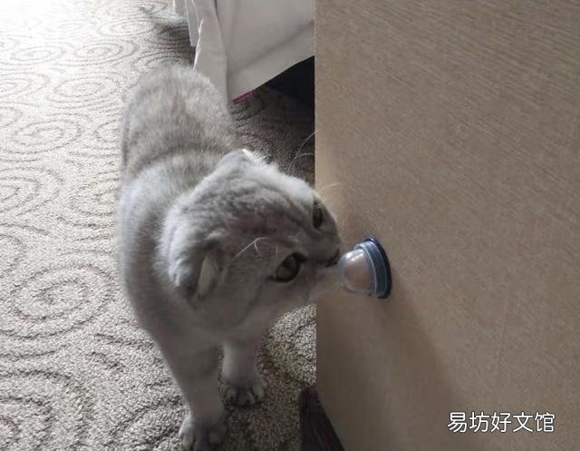 猫能吃奶油吗(宠物猫能吃奶油吗)