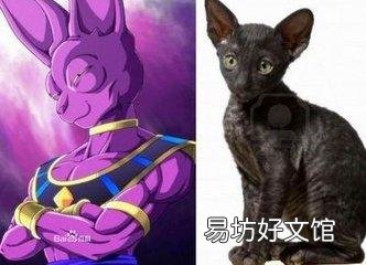 龙珠比鲁斯是什么猫(破坏神比鲁斯是什么猫)