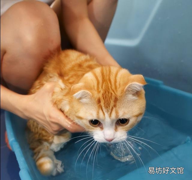 为什么猫怕黄瓜(猫咪怕黄瓜的几大原因)