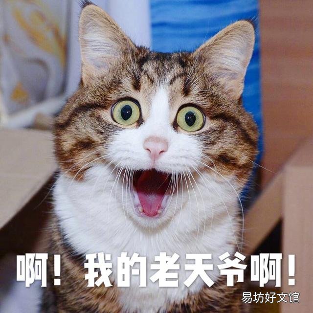 为什么猫怕黄瓜(猫咪怕黄瓜的几大原因)