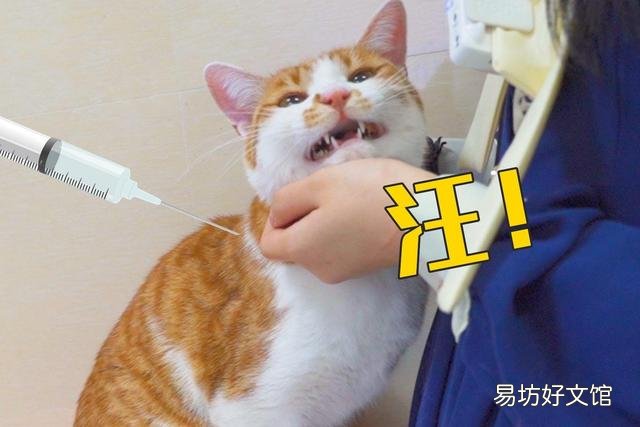 为什么猫怕黄瓜(猫咪怕黄瓜的几大原因)