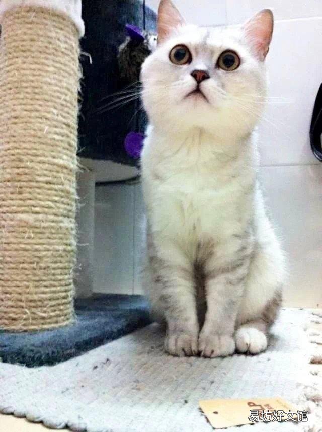 猫拉稀怎么回事(成年猫拉稀怎么回事)