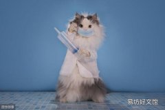 猫多大打疫苗(猫多大打疫苗比较好)