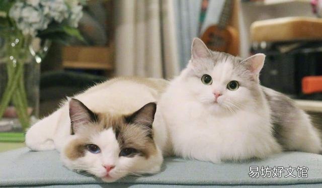 猫多大打疫苗(猫多大打疫苗比较好)