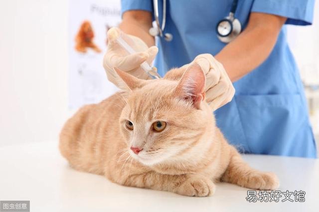 猫多大打疫苗(猫多大打疫苗比较好)