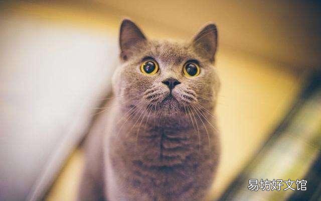 猫多大打疫苗(猫多大打疫苗比较好)