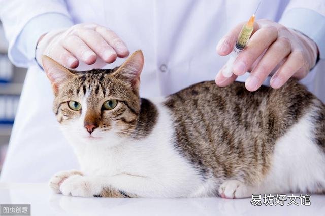 猫多大打疫苗(猫多大打疫苗比较好)