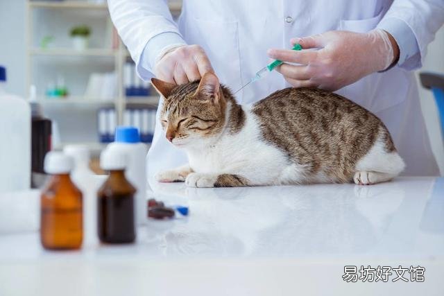猫多大打疫苗(猫多大打疫苗比较好)