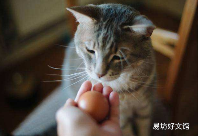 猫能吃鸡蛋吗(猫能吃熟鸡蛋吗)
