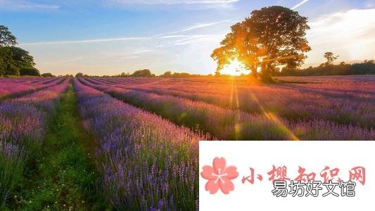 关于清晨的阳光的唯美句子有哪些?