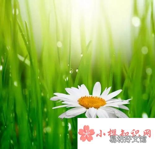关于清晨的阳光的唯美句子有哪些?