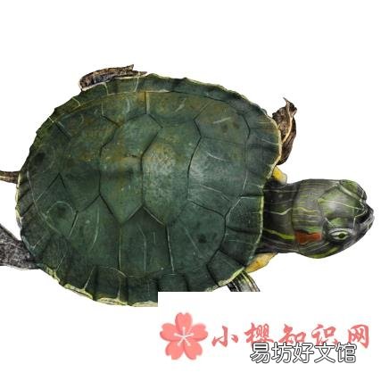 乌龟什么时候进入冬眠期?