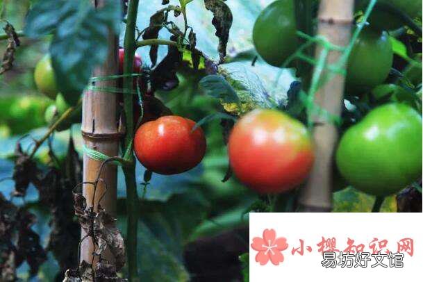 《夏天里的成长》主要内容是什么？