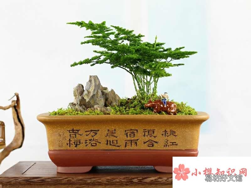 文竹的养殖方法和注意事项有哪些?