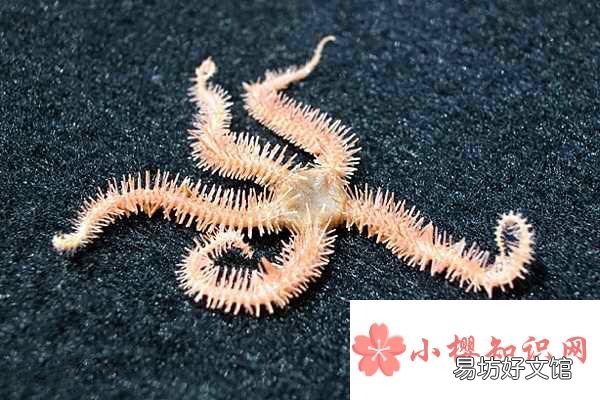 海星是不是食肉動物？