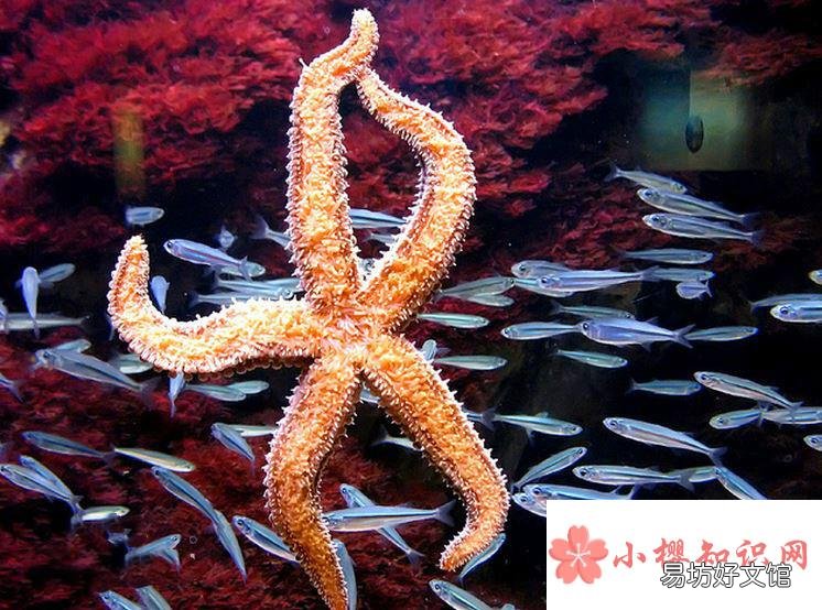 海星是不是食肉動物？