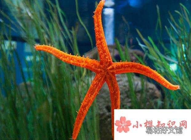 海星是不是食肉動物？
