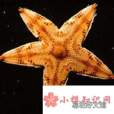 海星是不是食肉動物？