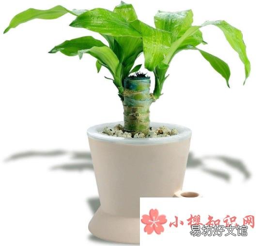 巴西木的养殖方法和注意事项是什么？