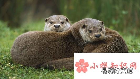 东北三宝是指什么？