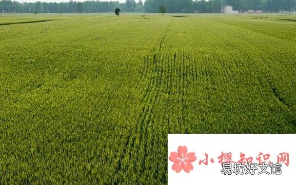 一亩地是几米x几米?