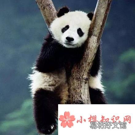 大熊猫在地球上生活了多少年？