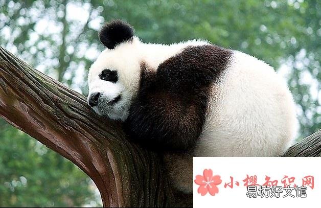 大熊猫在地球上生活了多少年？